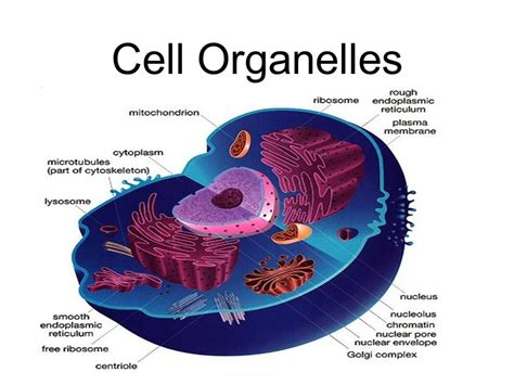 cell functions quizlet|organelle and their functions quizlet.